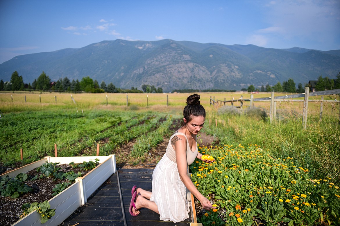 Amanda Saenz harvests calendula at Saenz Family Farms on Wednesday, July 24. (Casey Kreider/Daily Inter Lake)