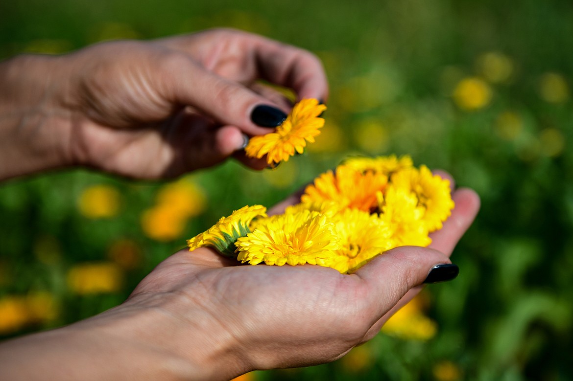 Amanda Saenz harvests calendula at Saenz Family Farms on Wednesday, July 24. (Casey Kreider/Daily Inter Lake)