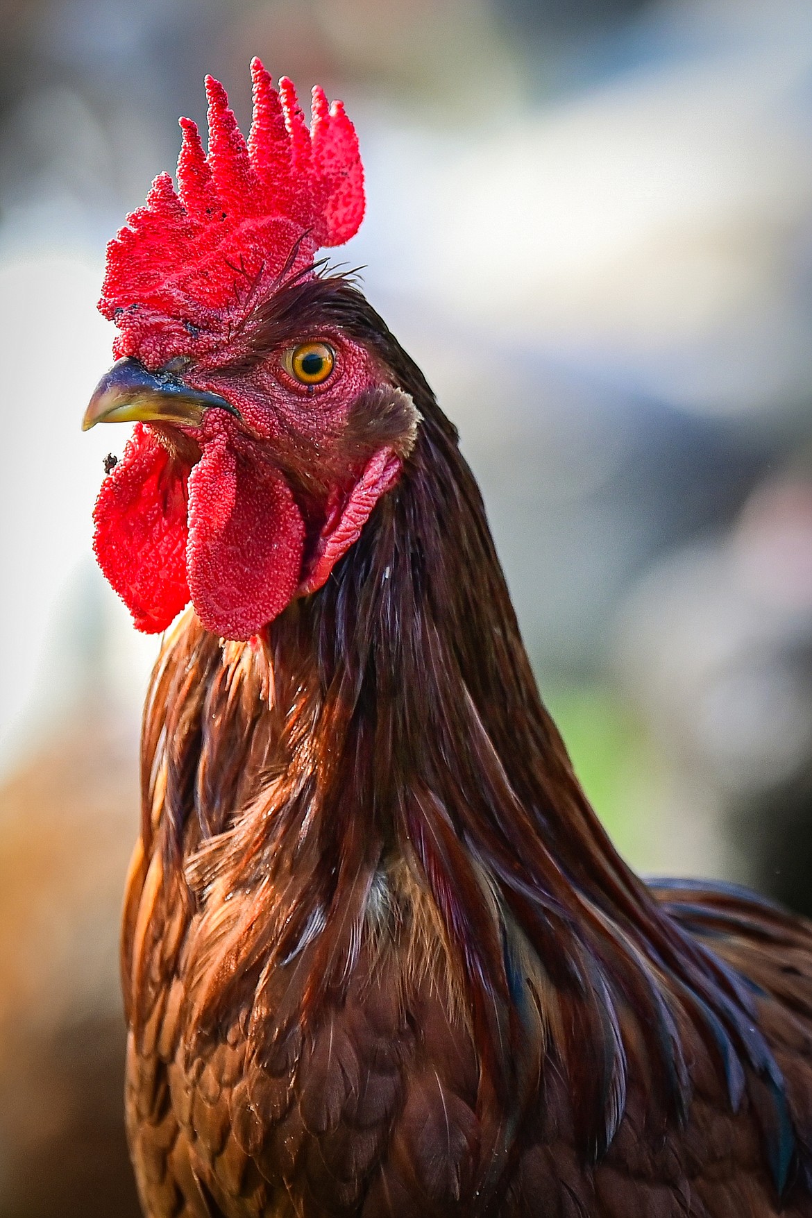 A rooster's bright red comb and wattle at Saenz Family Farms on Wednesday, July 24. (Casey Kreider/Daily Inter Lake)