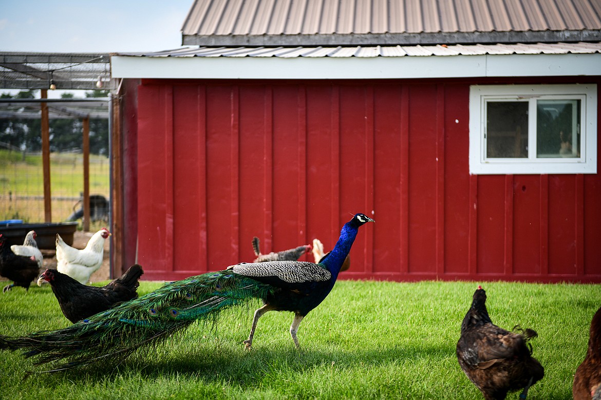 The family's peacock mingles with the chickens at Saenz Family Farms on Wednesday, July 24. (Casey Kreider/Daily Inter Lake)