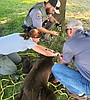 Young black bear in Coeur d'Alene darted, returned to the wild