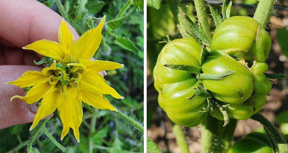 Cool temperatures can cause tomato blossoms to fuse, creating a “mega-blossom” and producing conjoined fruit.