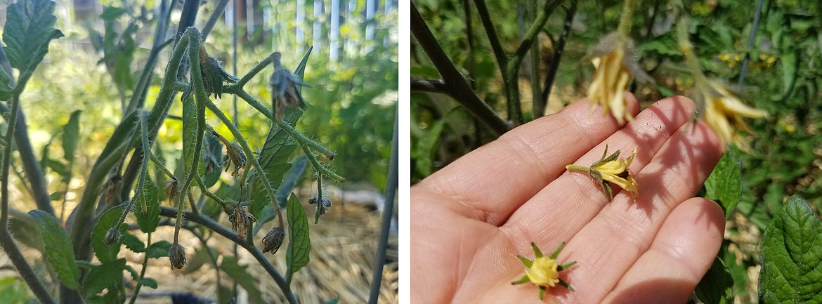 Tomato blossoms will dry and fall off the plant when pollination fails to occur due to extremely high or low temperatures.