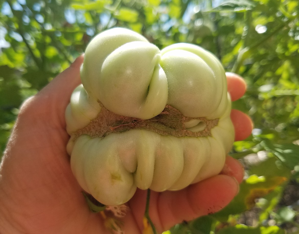 Cat-facing is a physiological condition due to cool weather impacting pollination. While unsightly, this tomato is still completely edible.