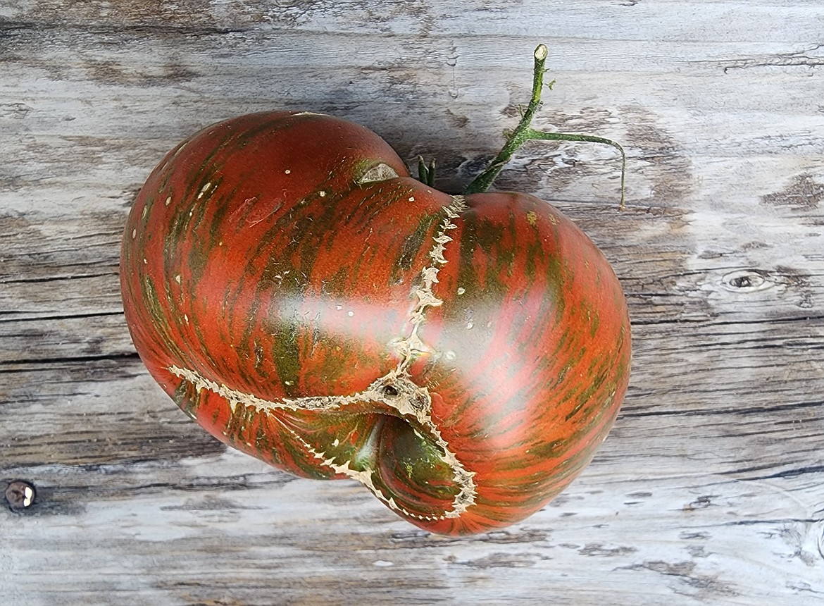 Frankenstein-like scars and a closed hole appear on this heirloom tomato. Known as zippering, the scar is caused by the blossom’s anther sticking to the developing fruit.