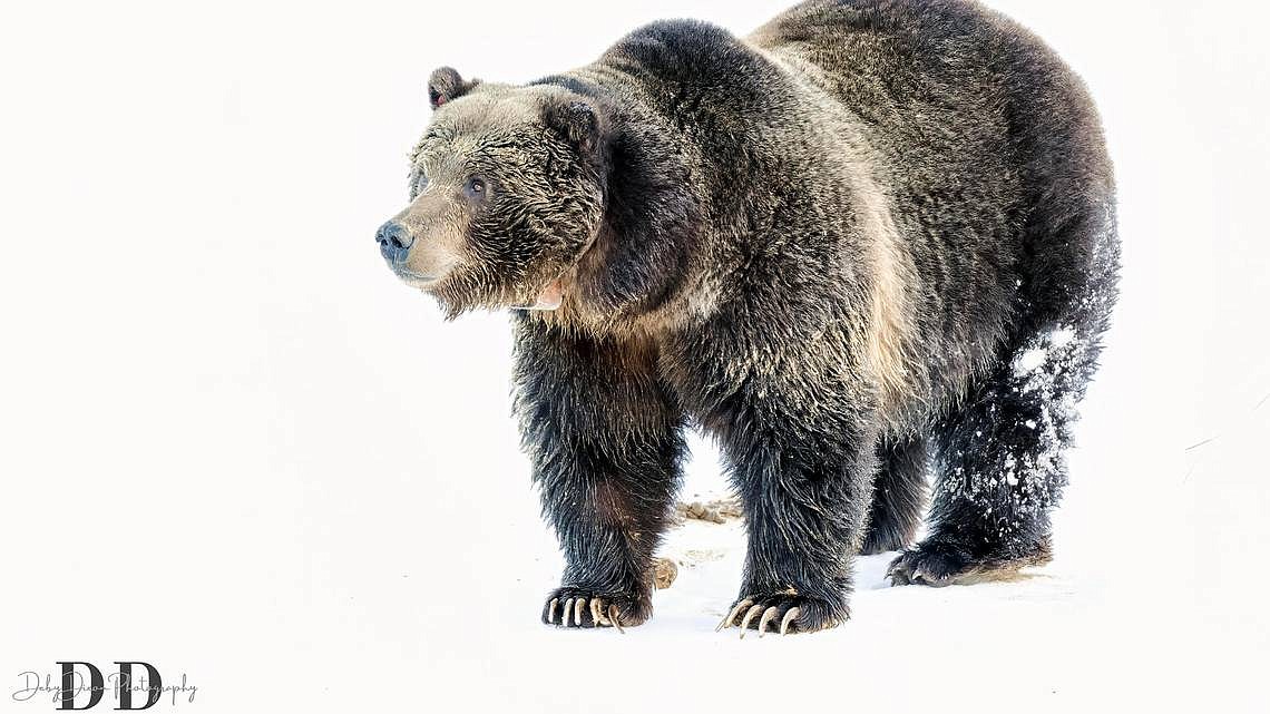 Wildlife officials said they killed a food-conditioned grizzly in a Montana river, then cut off its head and paws and left the carcass in the river. Photo courtesy of Deby Dixon