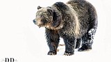 Headless, pawless grizzly left in river by Montana wildlife officials stirs outrage