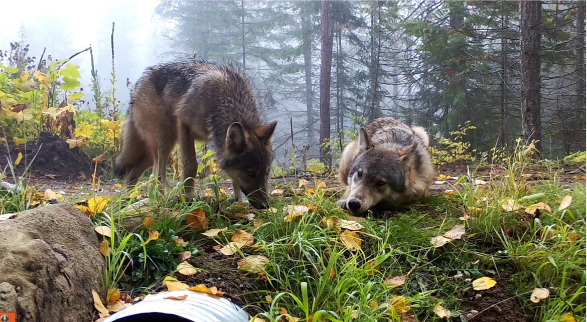 Gray wolves will remain on the Washington list of protected species after a recent vote by Washington Department of Fish and Wildlife commissioners.