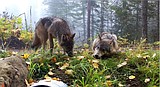 Gray wolves to remain on state endangered list after 5-4 vote