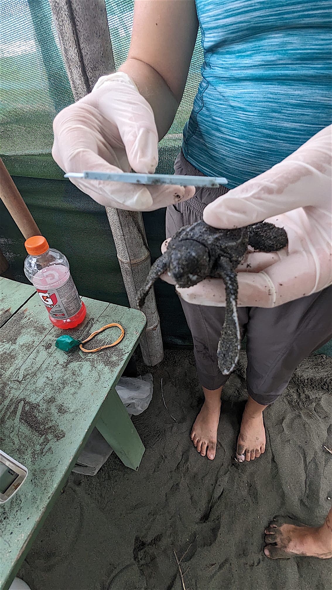 Mollie Sydnor measures a baby leatherback turtle at a research facility at Pacuare Nature Reserve in Costa Rica.