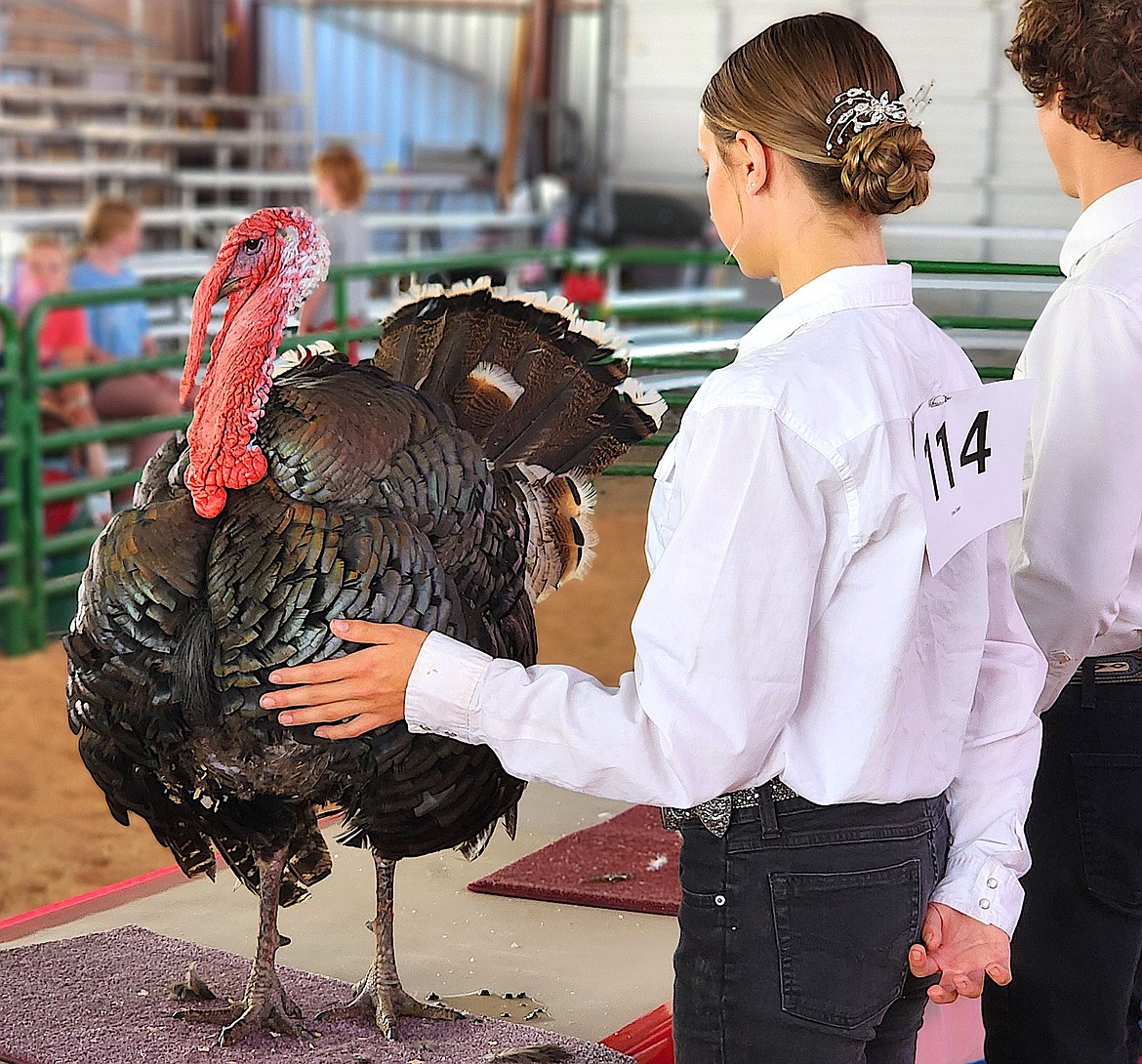 Ace is standing still so the poultry judge can examine his conformation. The judge asked the senior showman to switch birds, so Ace is being shown by Elsie Detert. (Berl tiskus/Leader)