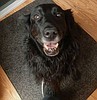 Coeur d'Alene kennel shut down after dog’s death