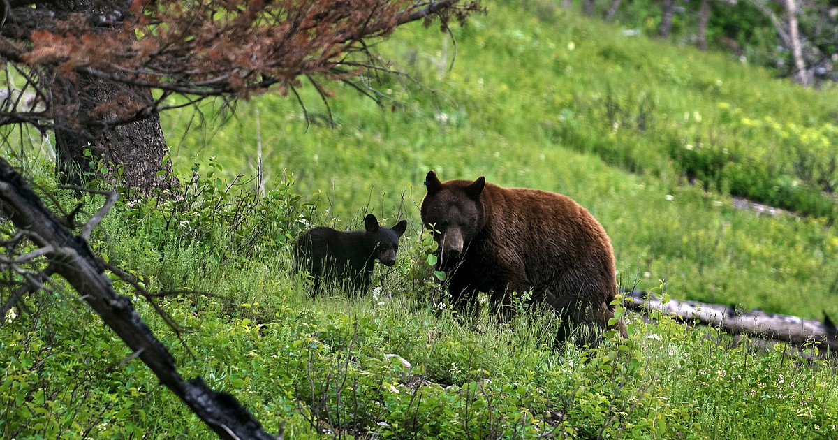 Updates on Montana FWP black bear study presented at Bear Fair