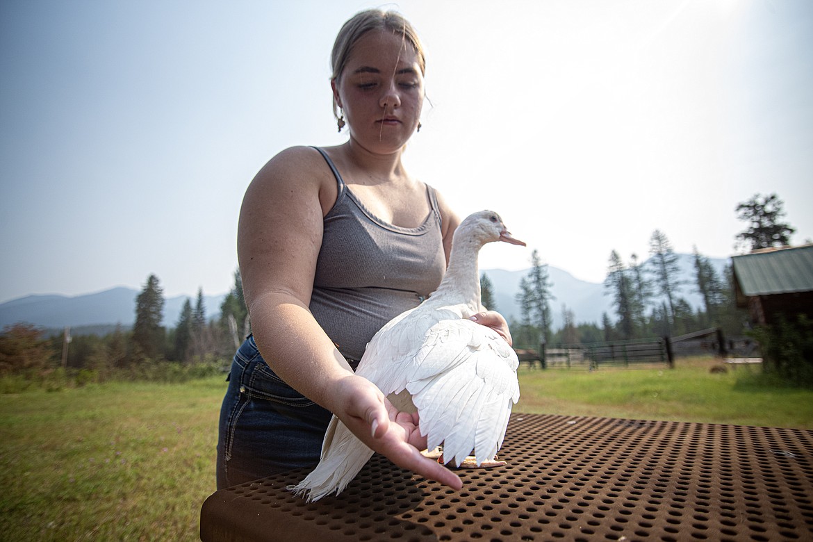 Sage Harapat spreads her duck's wings as she would in a show at 4-H organization leader Linda Stewart's house Wednesday, July 24. (Avery Howe/Bigfork Eagle)