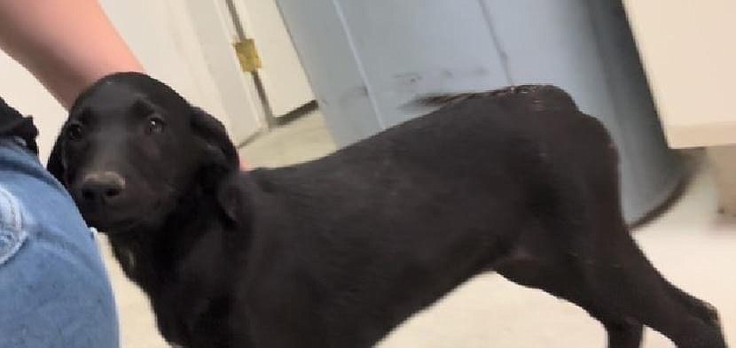 The Ephrata Police Department is looking for the owner of the dog shown above. Anyone with information is asked to call the department so they can help reunite the dog with its family.