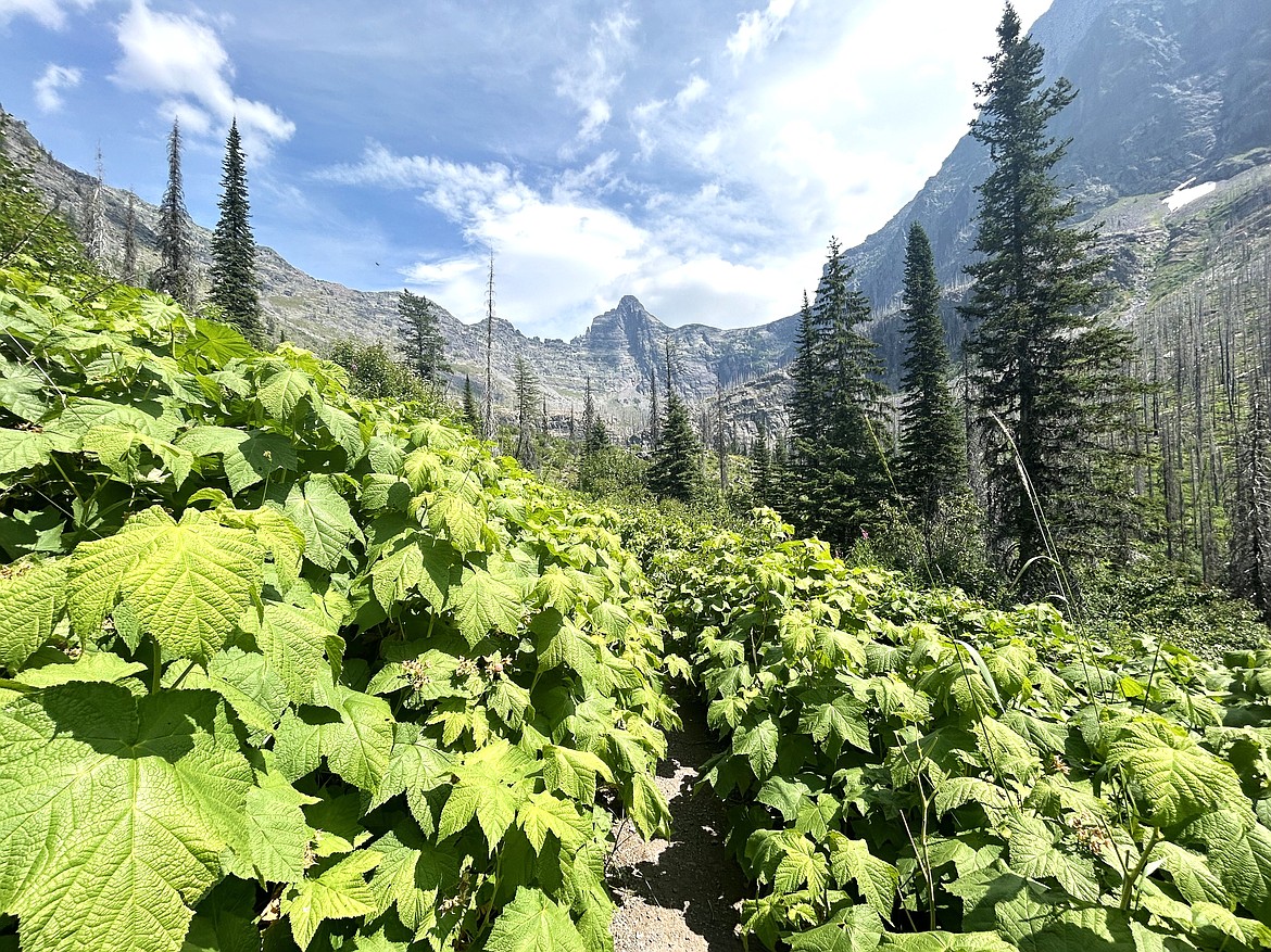 Thick brush lines the trail to Snyder Lake in Glacier National Park on Monday.