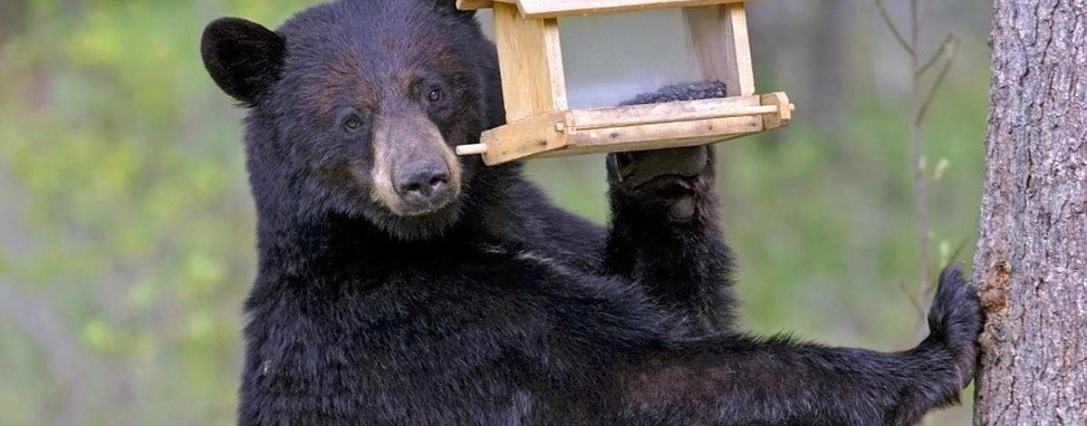 Avoid conflicts with bears by storing food and garbage properly