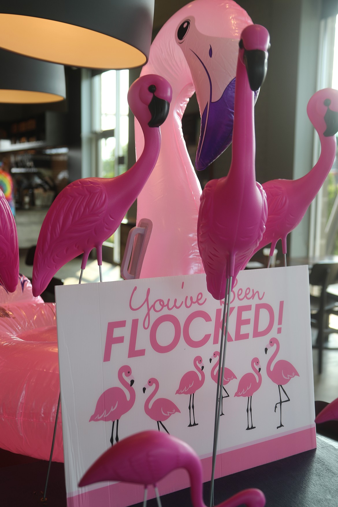 A flock of flamingos adorn a table at the entrance of the Ponderay Starbucks.