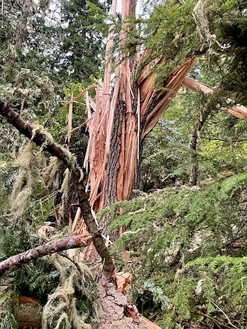 The "strike tree" will often look as though it had exploded when found by fire personnel. Photo courtesy of Margaret Miller