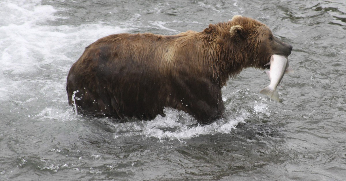 Two Montana men indicted in illegal brown bear killing in Alaska