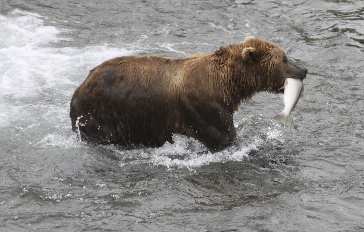 A brown bear walks to a sandbar to eat a salmon it had just caught at Brooks Falls in Katmai National Park and Preserve, Alaska on July 4, 2013. (AP Photo/Mark Thiessen, File)