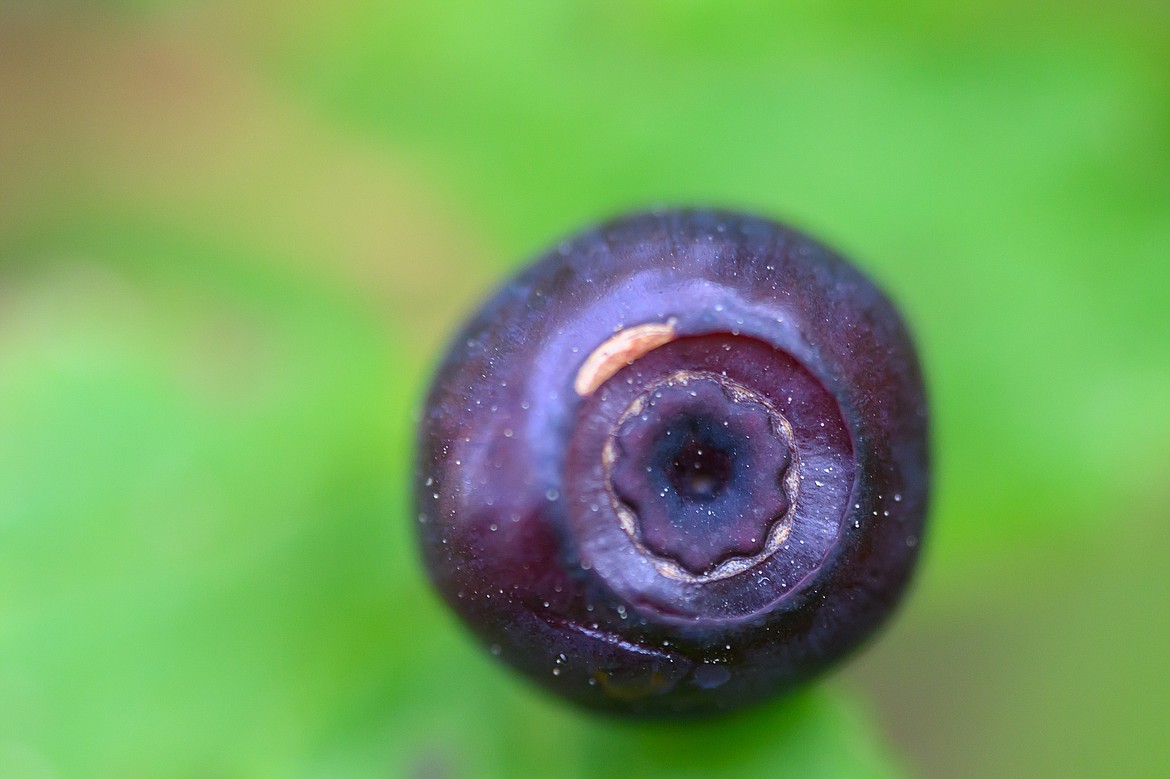 The mystical huckleberry (Hungry Horse News file photo)