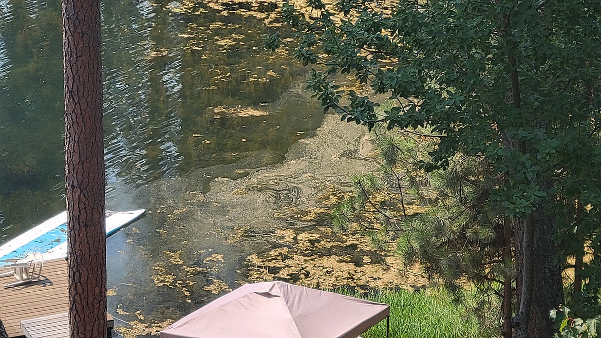 Harmful algal bloom floats on the surface of Avondale Lake in August.