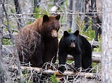 Black bear sow and cubs make themselves at home on Many Glacier Hotel steps; woman survives plunge over McDonald Falls