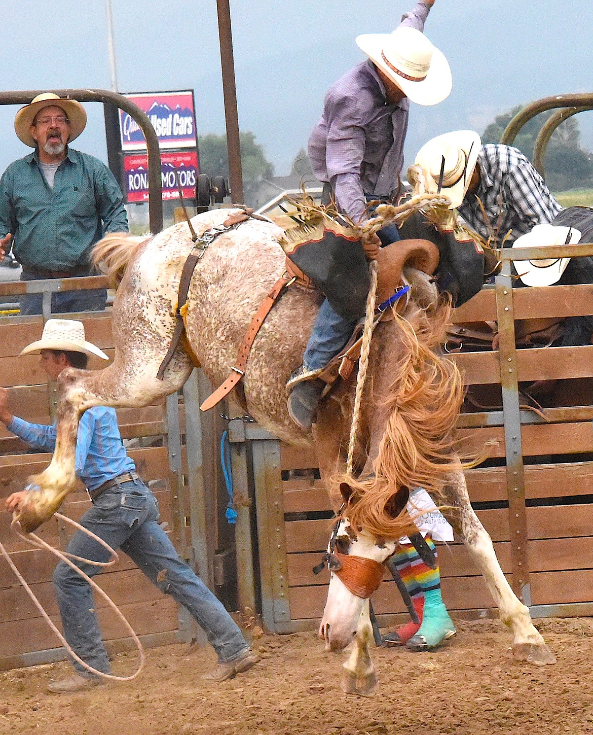 A roan horse comes out of the Pioneer Days rodeo chute with getting rid of the cowboy on his back during this year's event at the Ronan Fairgrounds.  Organizers plan to move Pioneer Days to the Mission Range Events Center next year. (Berl tiskus/Leader)