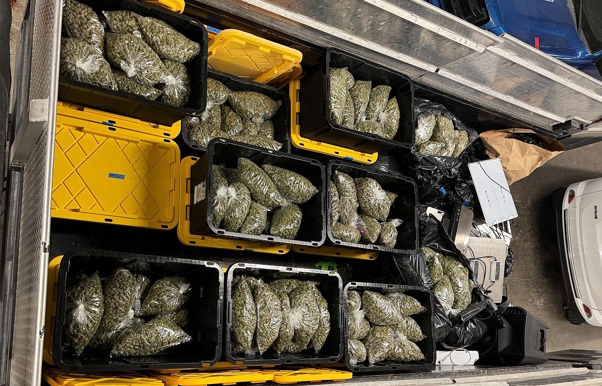 Yellow tubs full of illegally grown marijuana were seized last week during an investigation into two grow sites near Ephrata.