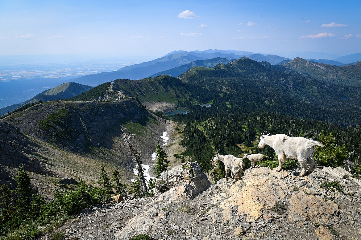 A family of mountain goats stand atop Mount Aeneas in the Jewel Basin on Saturday, July 27. (Casey Kreider/Daily Inter Lake)