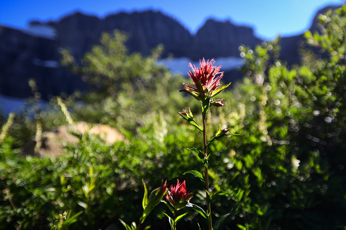 Indian paintbrush flowers at Upper Grinnell Lake in Glacier National Park on Thursday, Aug. 1. (Casey Kreider/Daily Inter Lake)