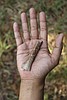 Fossils suggest even smaller ‘hobbits’ roamed an Indonesian island 700,000 years ago