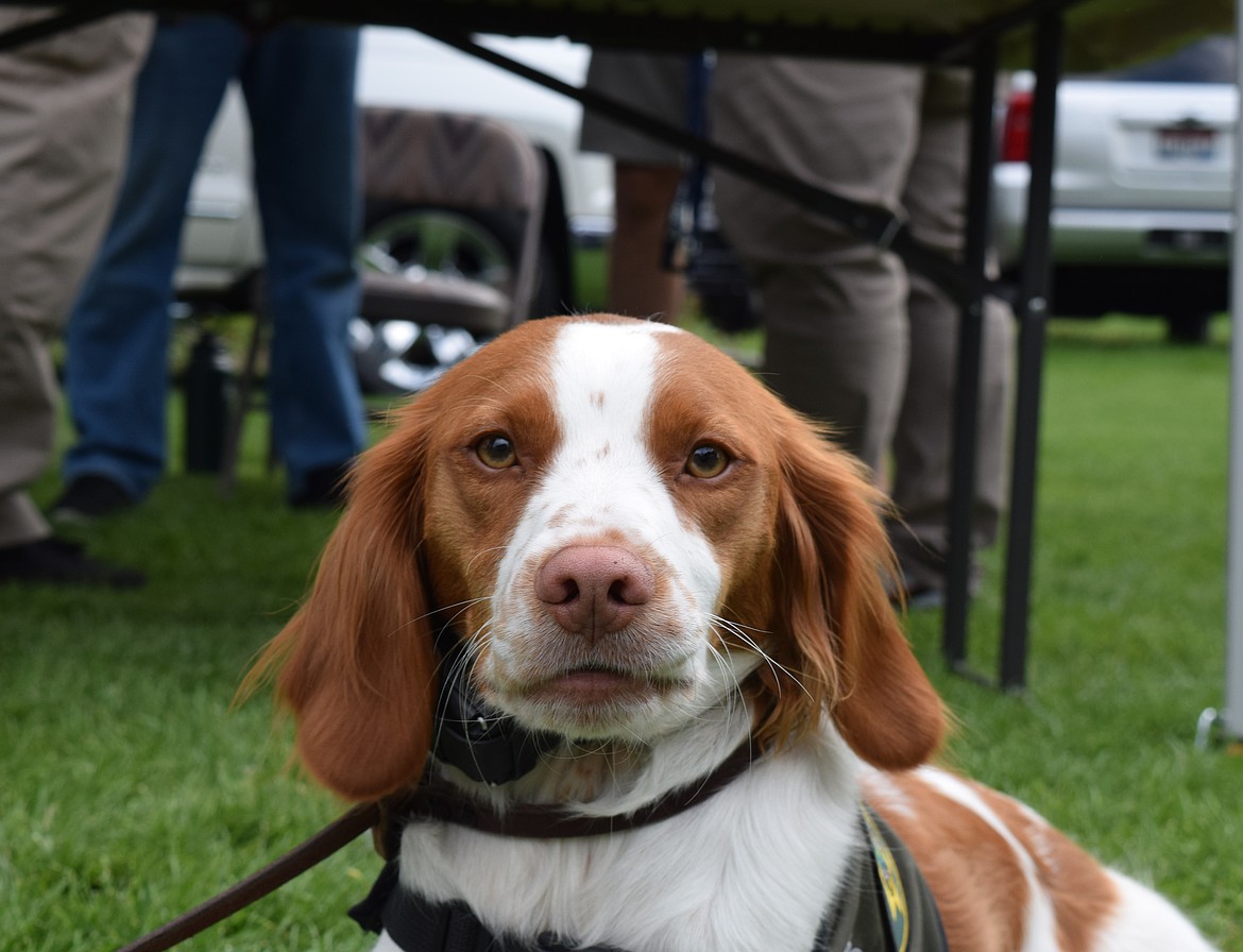 Rocket the therapy dog also made an appearance at National Night Out with the Kootenai County Sheriff Chaplains.