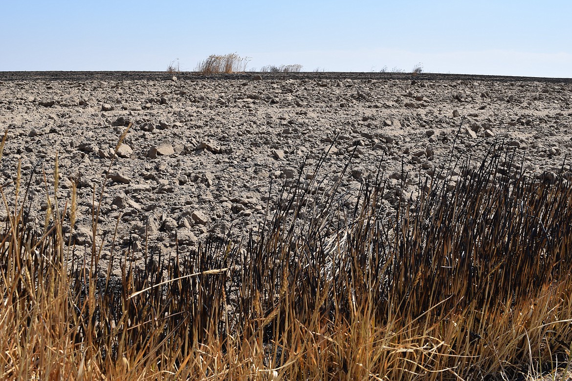 Charred stalks of wheat sit before a tilled fire break and clumps of unburned wheat in a field near Coulee City just off Road J, south of State Route 2.