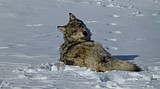Idaho’s new method for counting wolf populations uses a key to genetic info: teeth