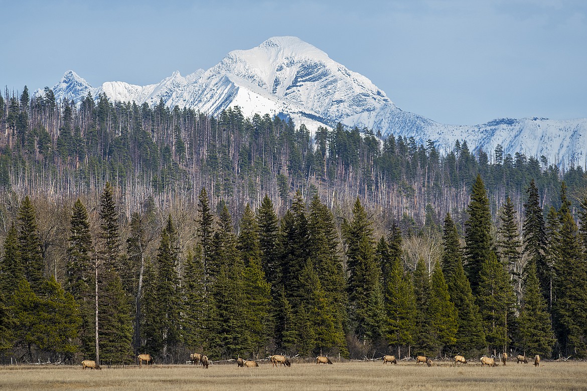 Elk graze on the Rocky Bar O Ranch. (Hungry Horse News)