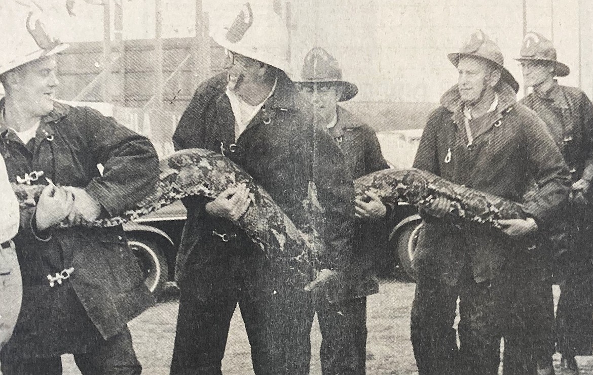 In 1969, Post Falls volunteer firefighters moved a 26-foot python.