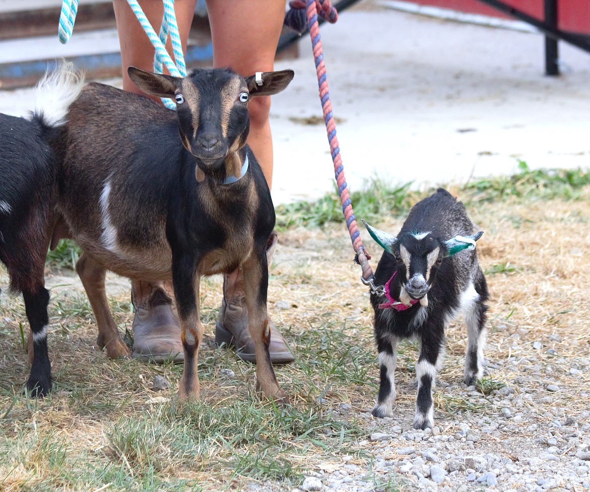 Goats set for showing are taken for a walk at the Boundary County Fair.