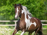 Handling with care: PTSD in horses