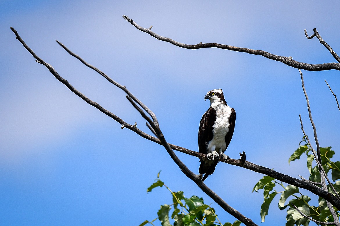 An osprey perches in a tree along the Flathead River on Wednesday, July 31, 2024. (Casey Kreider/Daily Inter Lake)