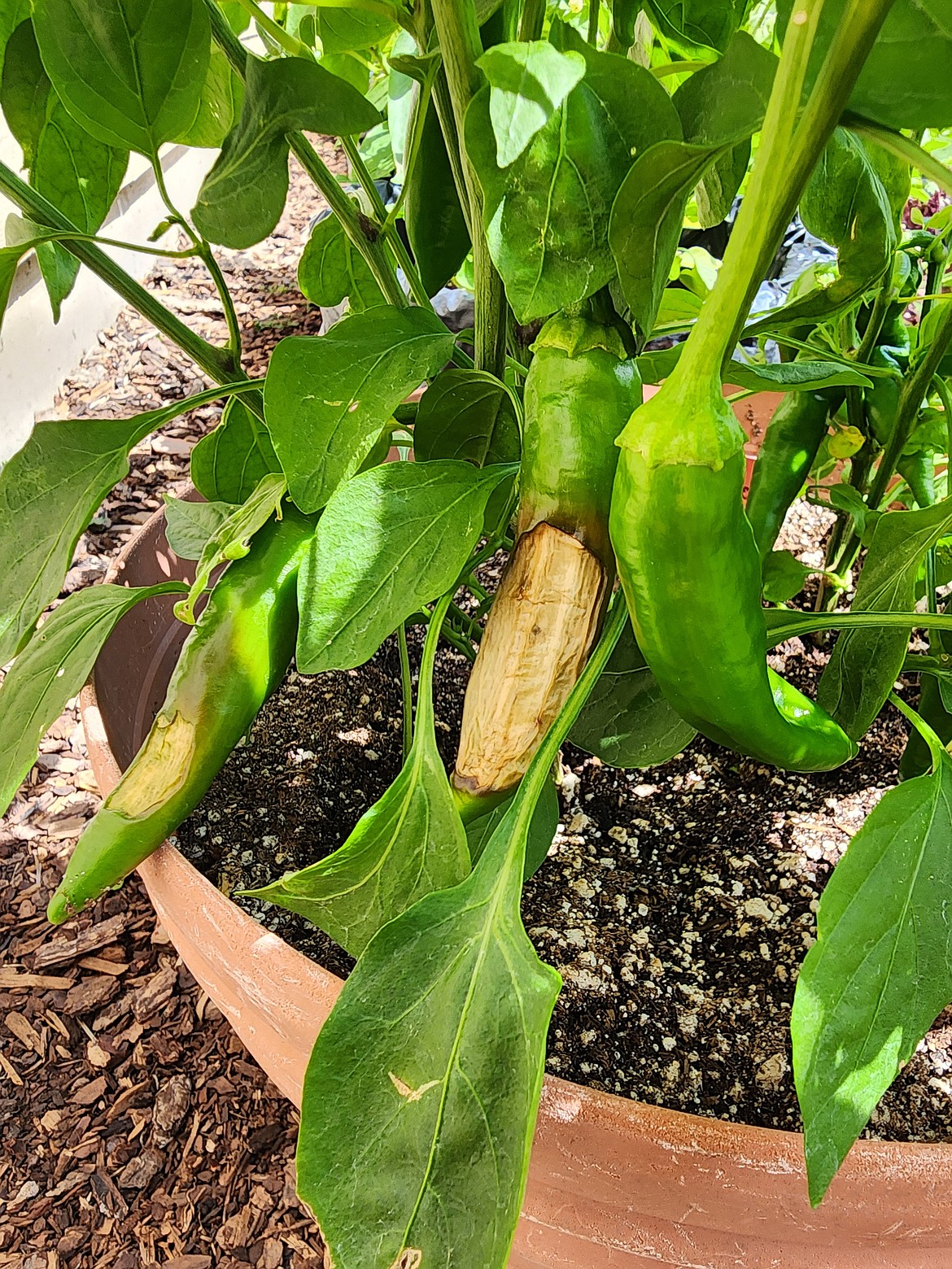 In peppers, Blossom End Rot often resembles sun-scald due to its tan coloration on the side of the fruit. These fruits were never in direct sunlight, therefore, this is blossom end rot.