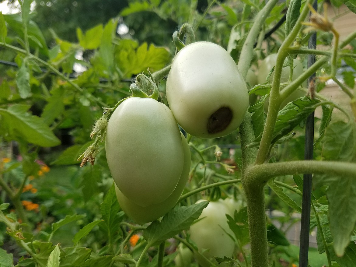 Plum and pear-shaped paste or Roma-type tomatoes are more susceptible than other tomatoes. Sometimes only one or two fruits on the plant are affected.