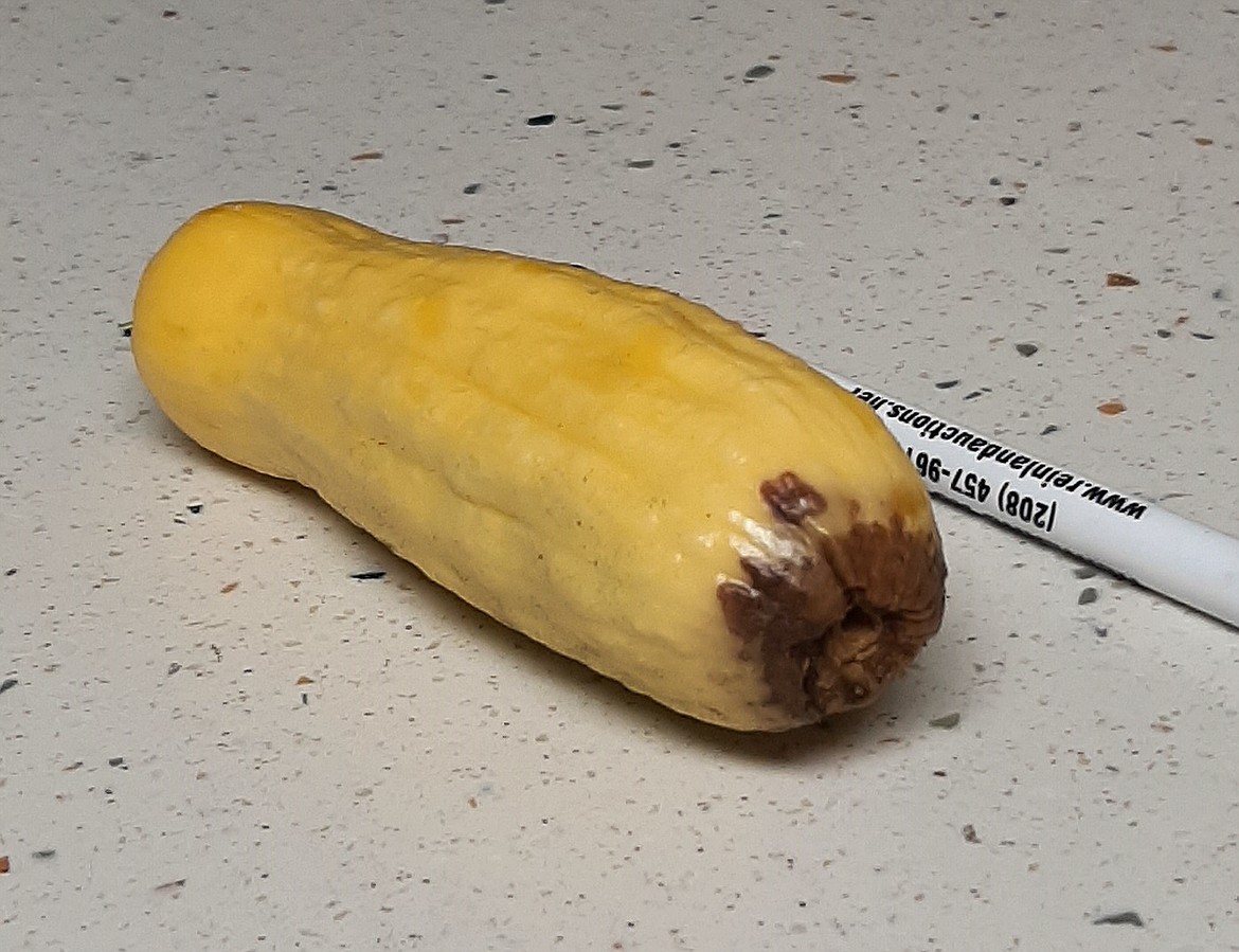 Blossom End Rot is easy to identify on more mature squash by its dark brown, rotting patch on the end of the fruit.