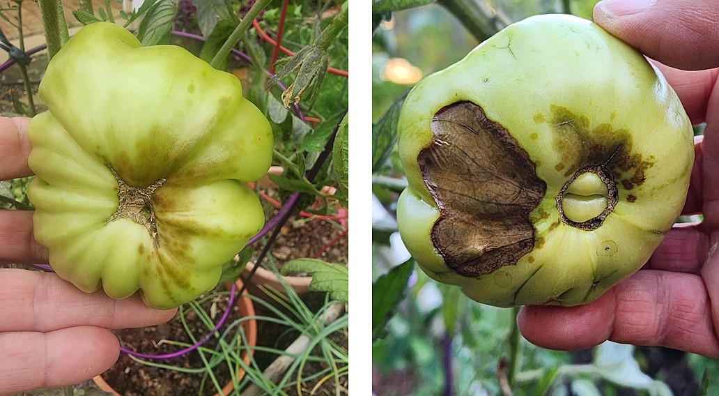 The image on the left shows the early stages of Blossom End Rot with water-soaked dark spots appearing. The tomato on the right is more advanced with a dark patch on the side and water-soaked spots on the bottom.