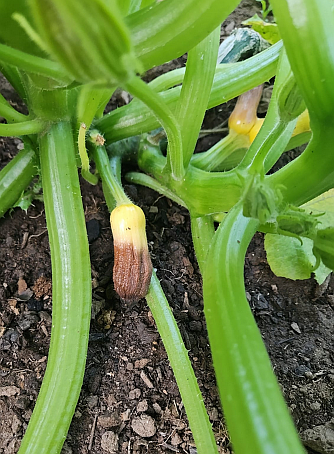 This young squash withers on the vine from incomplete pollination, not Blossom End Rot. The conditions can be easily misidentified in fruit this size.