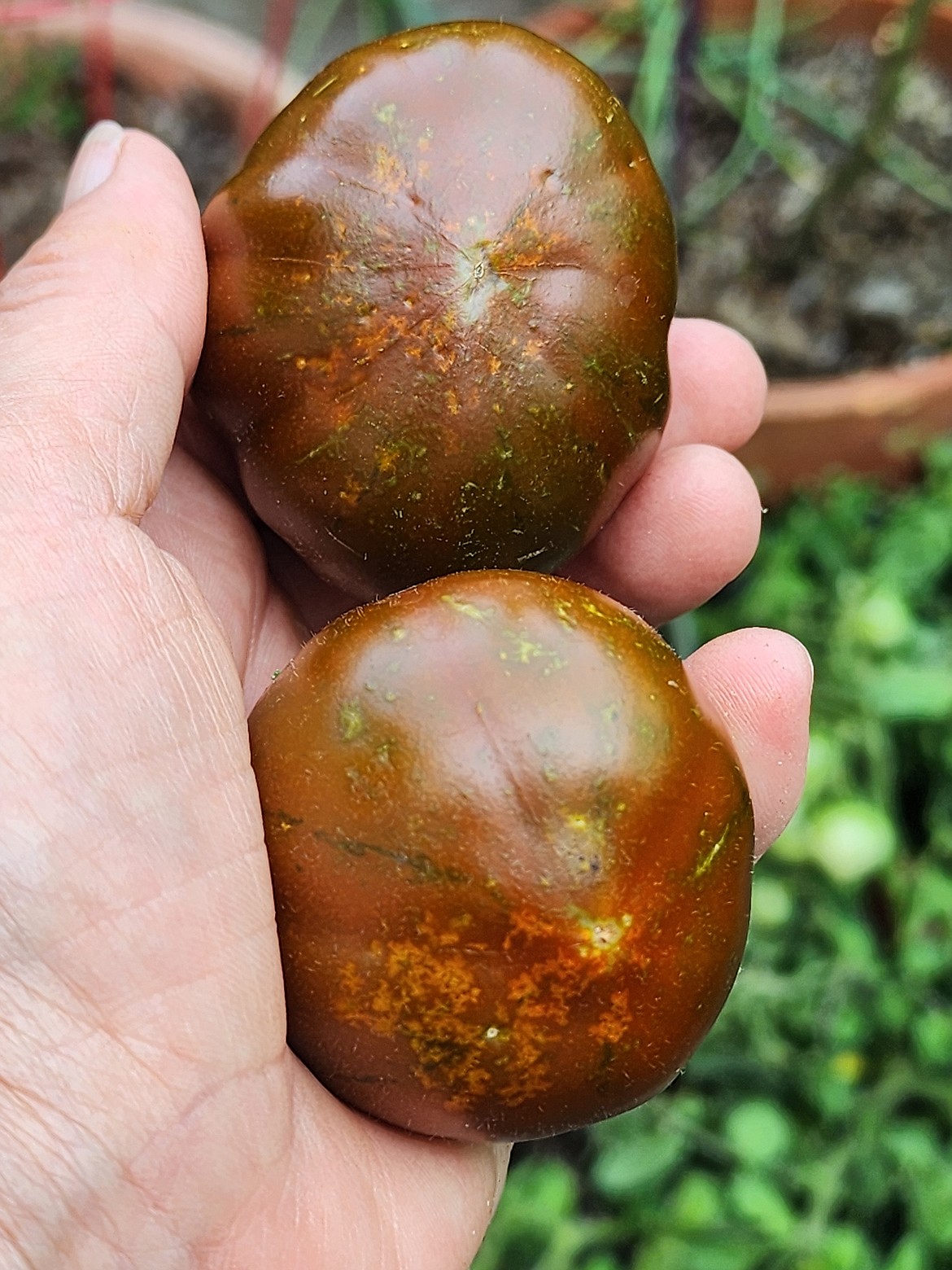 These two tomatoes exhibit a very mild case of Blossom End Rot. Note the stippling of the skin on the blossom end of the fruit.