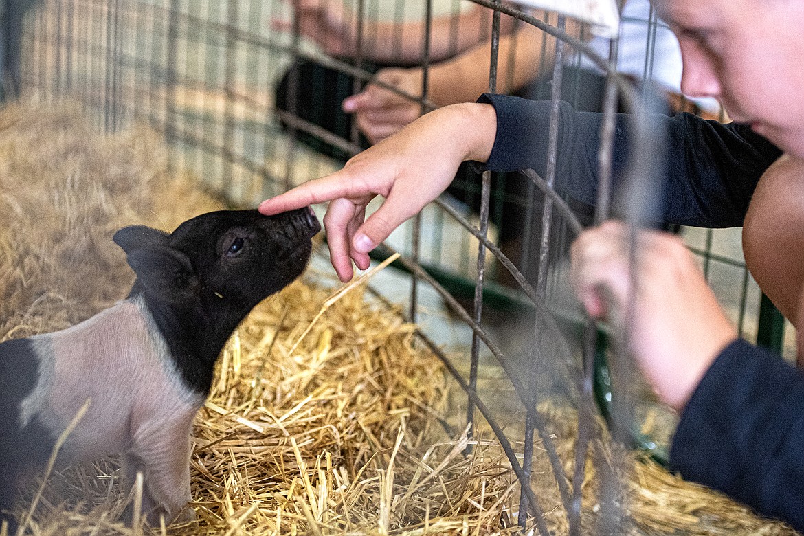 A piglet gets a pet before the hog show at Northwest Montana Fair Monday, Aug. 12 at the Flathead Fairgrounds. (Avery Howe/Bigfork Eagle)