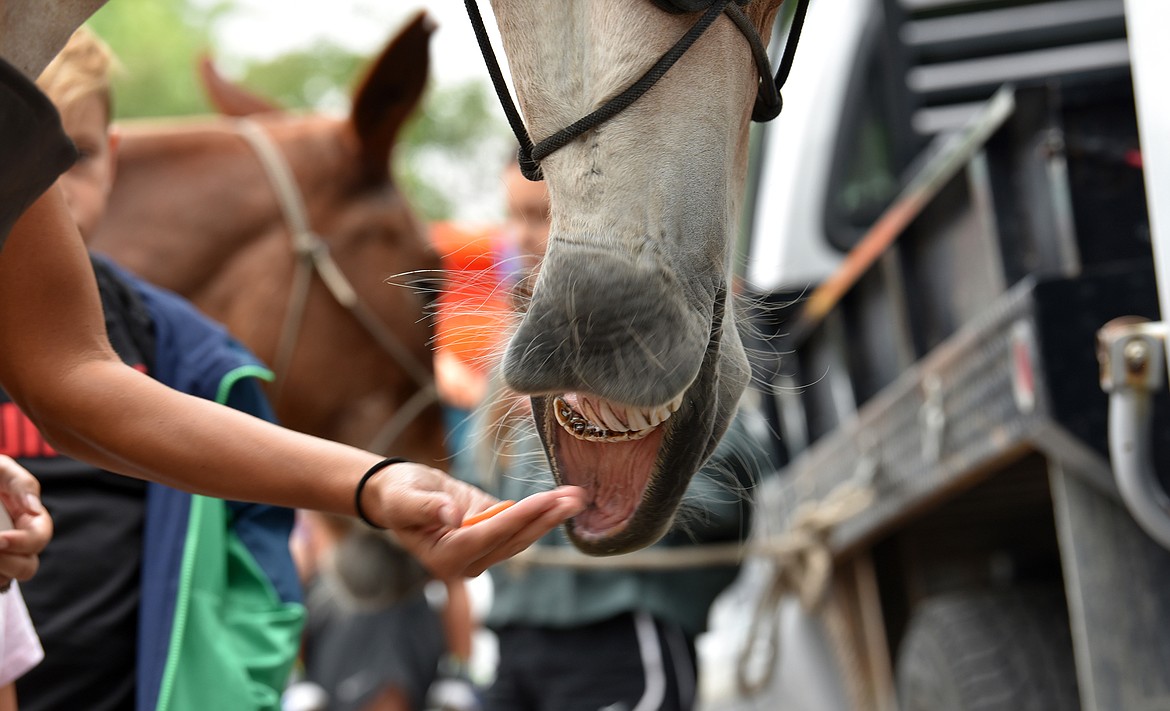 Judy gently takes a carrot at the Meet the Mules event. (Julie Engler/Whitefish Pilot)