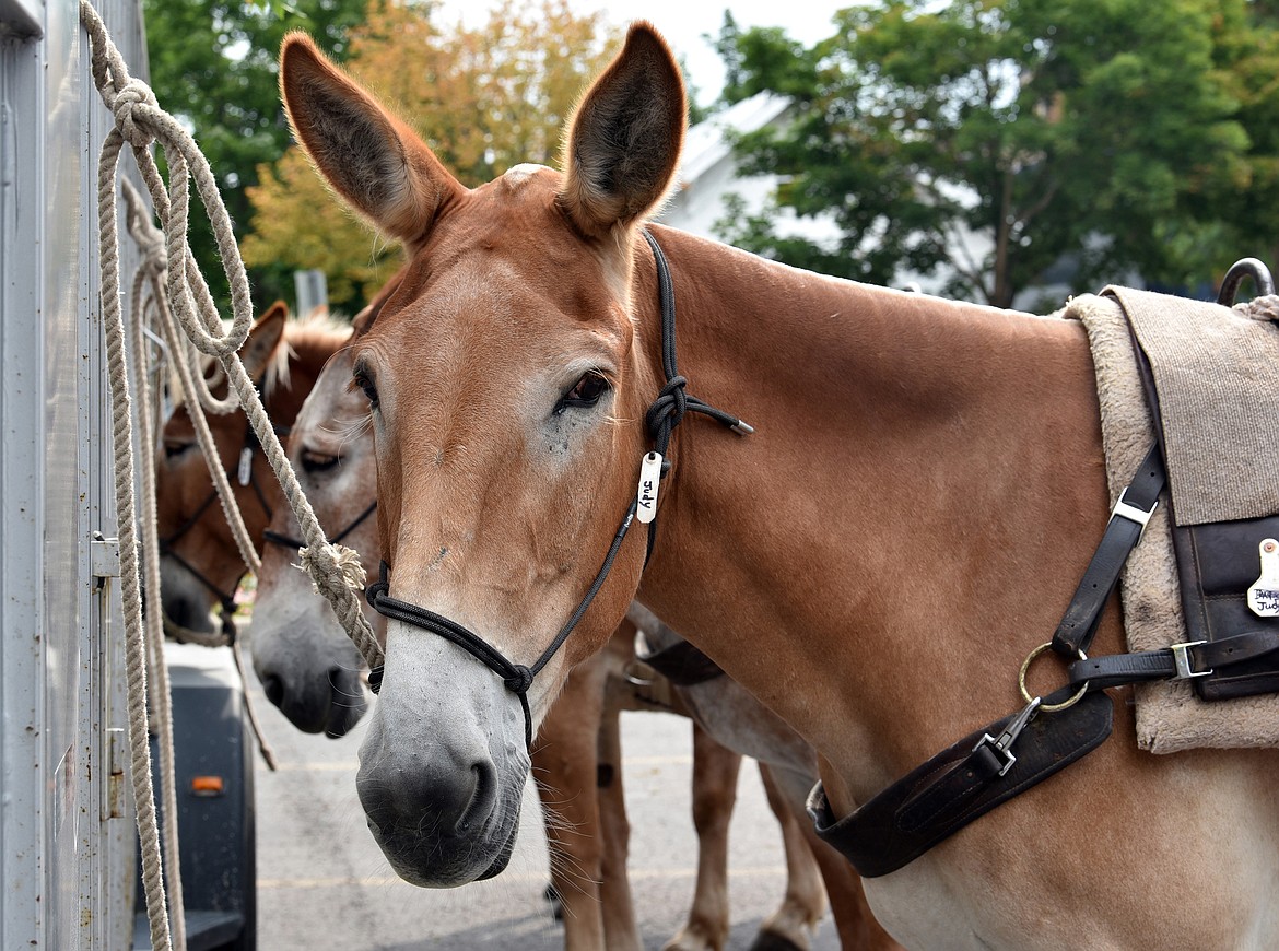 Judy waited patiently for carrots at the Meet the Mules event. (Julie Engler/Whitefish Pilot)